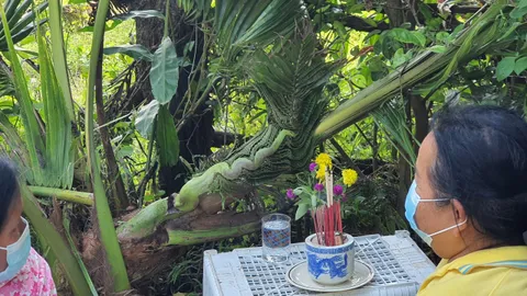 ป้าฝันงูใหญ่เลื้อยเข้าบ้าน ก่อนเจอต้นมะพร้าวคล้ายพญานาค ไม่พลาด จุดธูปขอเลขเด็ด (คลิป)