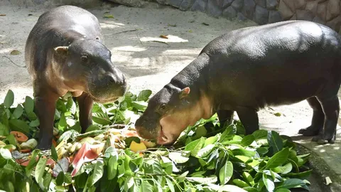 ฉลอง 2 ขวบ "หมูตุ๋น" ลูกฮิปโปแคระ เซเลบดังสวนสัตว์เปิดเขาเขียว (คลิป)