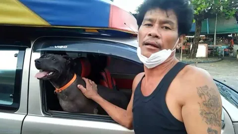 หมาลูกครึ่งพิตบูลแสนรู้ เจ้าของใช้ซื้อของได้ เปิดประตูรถ เปิดกระจกได้ (คลิป)