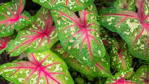 จับตา “บอนสี” จากประเทศจีนทะลักเข้าไทย