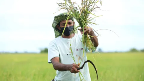 ศมข.ปัตตานี ยกระดับเมล็ดพันธุ์ข้าว พัฒนาคุณภาพชีวิตเกษตรกร