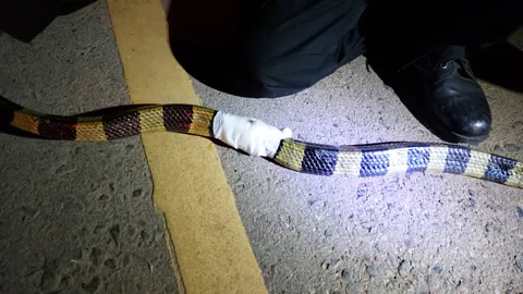 หนุ่มโรงงานตกใจ เจองูสามเหลี่ยม พิษร้ายแรงหน้าประตูบ้าน รอดโดนฉกหวุดหวิด