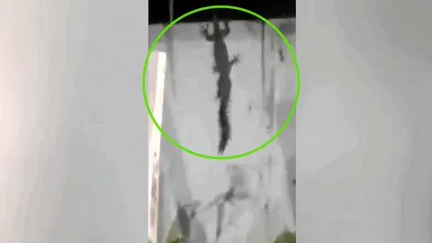 ศึกสยอง 2 สายพันธ์ุ "ตุ๊กแก-ตะขาบ" เดิมพันชีวิต คอหวยไม่พลาด-ส่องเลข