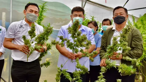 8 วิสาหกิจชุมชน เก็บช่อดอกกัญชาทางการแพทย์ 200 กก. ลอตแรกของกาญจนบุรี