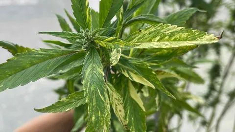 ฮือฮา "กัญชาใบด่าง" ต้นแรกของกาญจนบุรี มีคนขอซื้อหลักล้าน แต่ขายไม่ได้