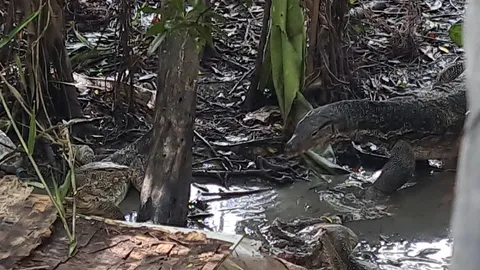 ได้กลิ่นเน่านึกว่าหนูตาย ผงะ เจอตัวเงินตัวทองรุมทึ้งศพคนข้างบ้าน (คลิป)