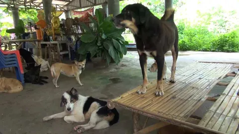 วัดเวฬุวนาราม วอนขอเสื้อเก่าให้หมาใส่กันหนาว หลังล้มตายเดือนละ 30 ตัว