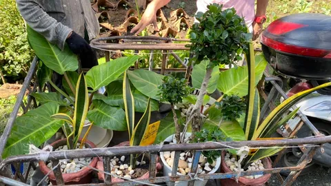 แม่ค้าตระเวนขโมยต้นไม้สวยๆ มาขายร้านตัวเอง อ้างเศรษฐกิจไม่ค่อยดี