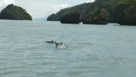 โลมา 2 ฝูงกว่า 30 ตัว ว่ายกินปลา โชว์ขนาบเรือนักท่องเที่ยวที่ทะเลสตูล (คลิป)