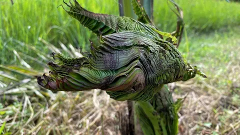 สาวฝันคนจะมาให้โชค เจอมะพร้าวแตกหน่อรูปทรงพญานาค ทำพิธีไหว้รอขอเลขเด็ด