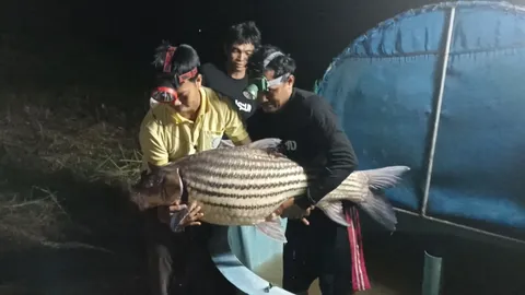 ฮือฮา จับ "ยี่สกไทย" ไซส์ยักษ์หนัก 40 โล เผยเป็นปลาหายากใกล้สูญพันธุ์ (คลิป)