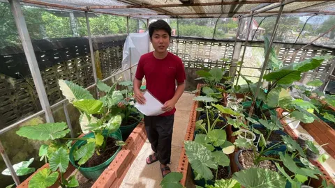 เปิดใจหนุ่มเอาบอนหูช้างด่างขาวแลกรถเวลไฟร์รวม 2 ล้าน ยันไม่ได้ปั่นราคา (คลิป)