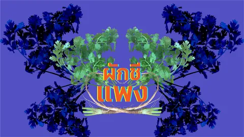 ร้านค้าบ่นอุบ ชาวบ้านจุกหนัก ทำไม? ผักชีราคาแพง มหาโหด