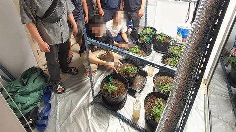 ตร.บุกจับ 2 หนุ่ม ลอบปลูกกัญชาในคอนโดย่านงามวงศ์วาน ขายผ่านออนไลน์