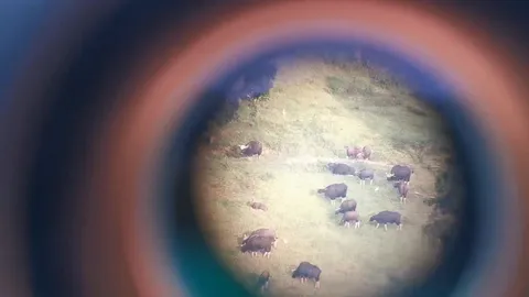 แห่ส่อง "ฝูงกระทิง" อวดโฉมเขาแผงม้า วังน้ำเขียว ยอดจองที่พักเพิ่มขึ้น (คลิป)