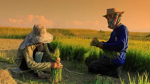 รัฐบาล แจ้ง ชาวนารอรับเงินส่วนต่างประกันรายได้ งวดแรก 9 พ.ย. นี้