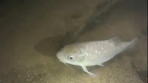 นักสำรวจถ้ำพบ ปลาพลวงชมพูตัวแรกในถ้ำที่กระบี่ ที่อยู่ในแหล่งน้ำธรรมชาติ (คลิป)