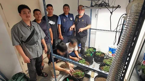 แปลงกัญชา 