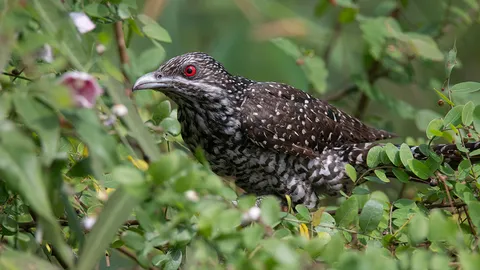 กาเหว่า...เอย!