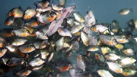 หนุ่มบราซิลดับสุดสยอง หนีผึ้งโดดลงน้ำ เจอปิรันยากินเนื้อเหวอะ หูแหว่ง