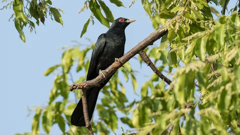 สกุลกาเหว่า