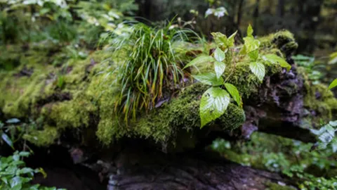 คิดค้นวิธีการเก็บกักพลังงานไว้ในรากพืช