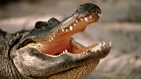 ลุงออสซีสู้จระเข้ มีดพกช่วยรอดชีวิต