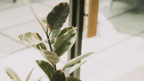 รู้จักต้น “ยางอินเดีย” ไม้มงคลยอดฮิต ปลูกประดับบ้าน