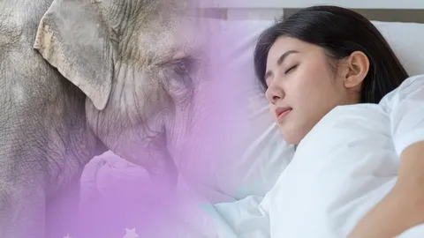 ฝันว่าเห็นช้างเผือก ฝันว่าเห็นช้างเผือกมากกว่า 1 เชือก หมายถึง เลขเด็ด