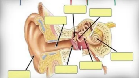 แม่เผยการบ้านลูก ป.1 เติมคำโครงสร้างหู ถามโรงเรียนอื่นเป็นเหมือนกันไหม