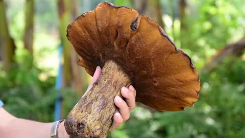 ปลูกต้นไม้..ได้เห็ด รักษ์โลก แบบเพิ่มรายได้