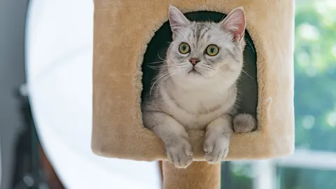 รู้จัก "คอนโดแมว" 5 แบบ 5 สไตล์ ทาสแมวไม่ควรพลาด