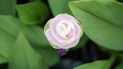 ชาวสวน "ปทุมมา" เตรียมเฮ ศวส.ชร.เตรียมปล่อย 4 พันธุ์ใหม่