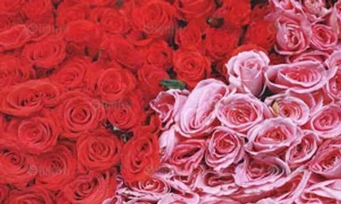 ดอกกุหลาบสีแดง เป็นเครื่องเสริมเสน่ห์ให้เพศตรงข้ามหลง
