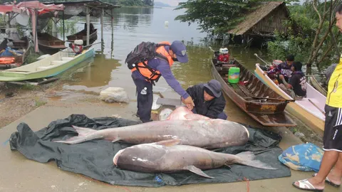 เริ่มเทศกาลล่าปลาบึก 64 เขื่อนแก่งกระจาน 3 วันได้ 20 ตัว หนักสุด 182 กก. (คลิป)