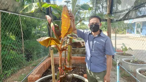 ว่าที่เจ้าบ่าว เตรียมใช้กล้วยด่าง ต้นละ 2 ล้าน เป็นสินสอดแต่งเจ้าสาว (คลิป)