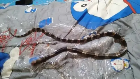 สาวสุรินทร์โชคดี งูทับสมิงคลาเลื้อยบนที่นอน เห็นผ่านขาลูกเอาไม้ตีทัน 