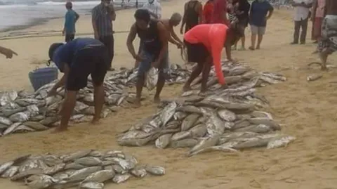 ชาวประมงภูเก็ตยิ้ม จับ "ปลามงหางแข็ง" ได้ติดต่อกันหลายวัน 