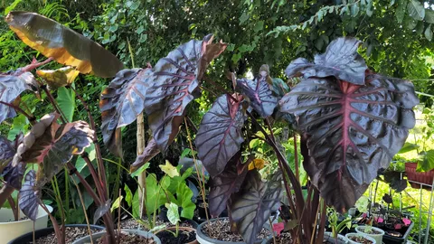 รู้จัก "โคโลคาเซีย ไซล็อค" ไม้ลูกผสมฝีมือคนไทย ราคา 20 ล้านบาท