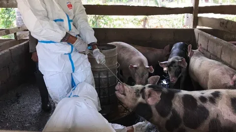 "ปศุสัตว์" วอนอย่าตระหนก ยังไม่พบการแพร่โควิด จากหมูสู่คนในไทย