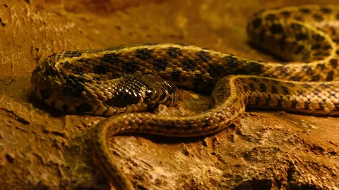 เมื่องูกินหาง