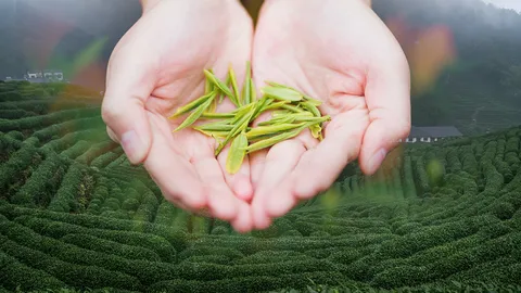 ทำไม "ชาหลงจิ่ง" เป็น 1 ใน 10 สุดยอดชาของจีน ที่มีค่าดั่งทองคำ