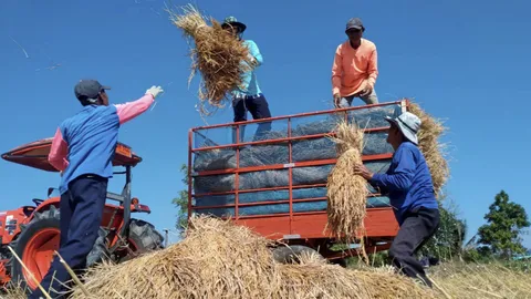 ชาวนาได้เฮ ครม. ถกประกันรายได้ข้าว จ่ายส่วนต่างเพิ่มงวด 3-33 วันนี้