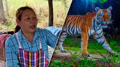 เจอตัวเป็นๆ เสือโคร่งวิจิตร กำลังเดินข้ามถนน แม่ค้าเล่าเสียงสั่น ทิ้งร้านหนี
