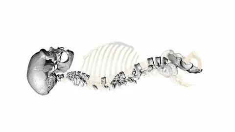 หลักฐานแรกการแพร่บรูเซลโลซิส จากสัตว์สู่คน