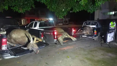 สลด รถยนต์ชนควายตายคาที่ 3 ตัว พากันเดินบนถนนในความมืด