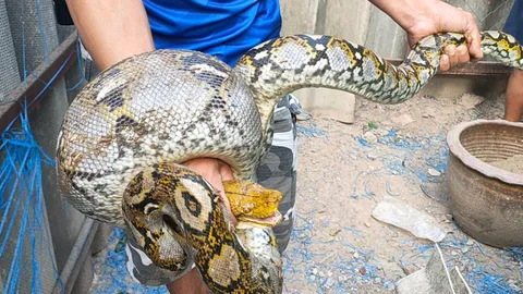 กู้ภัยจับ "งูเหลือม" แอบเขมือบลูกไก่ชนราคาแพง กินจนท้องป่อง เลื้อยไม่ไหว (คลิป)