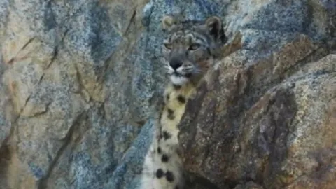 แม่อินเดียใจกล้า วิ่งไล่เสือดาวคาบลูกชายไปต่อหน้าต่อตา