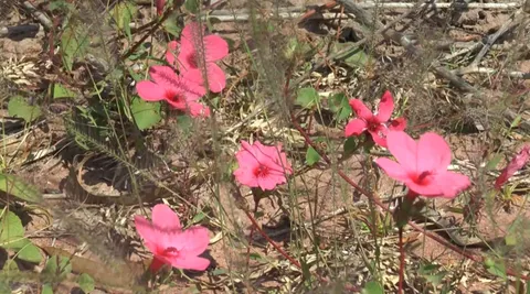 ดอกไก่โอก ไม้ป่าที่ในหลวง ร.9 ทรงโปรด บานสะพรั่งรับลมหนาวที่ อ.โนนไทย (คลิป)