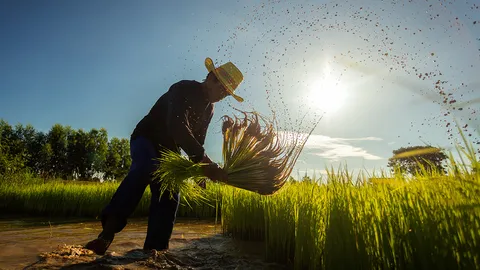 ชาวนาสองคน